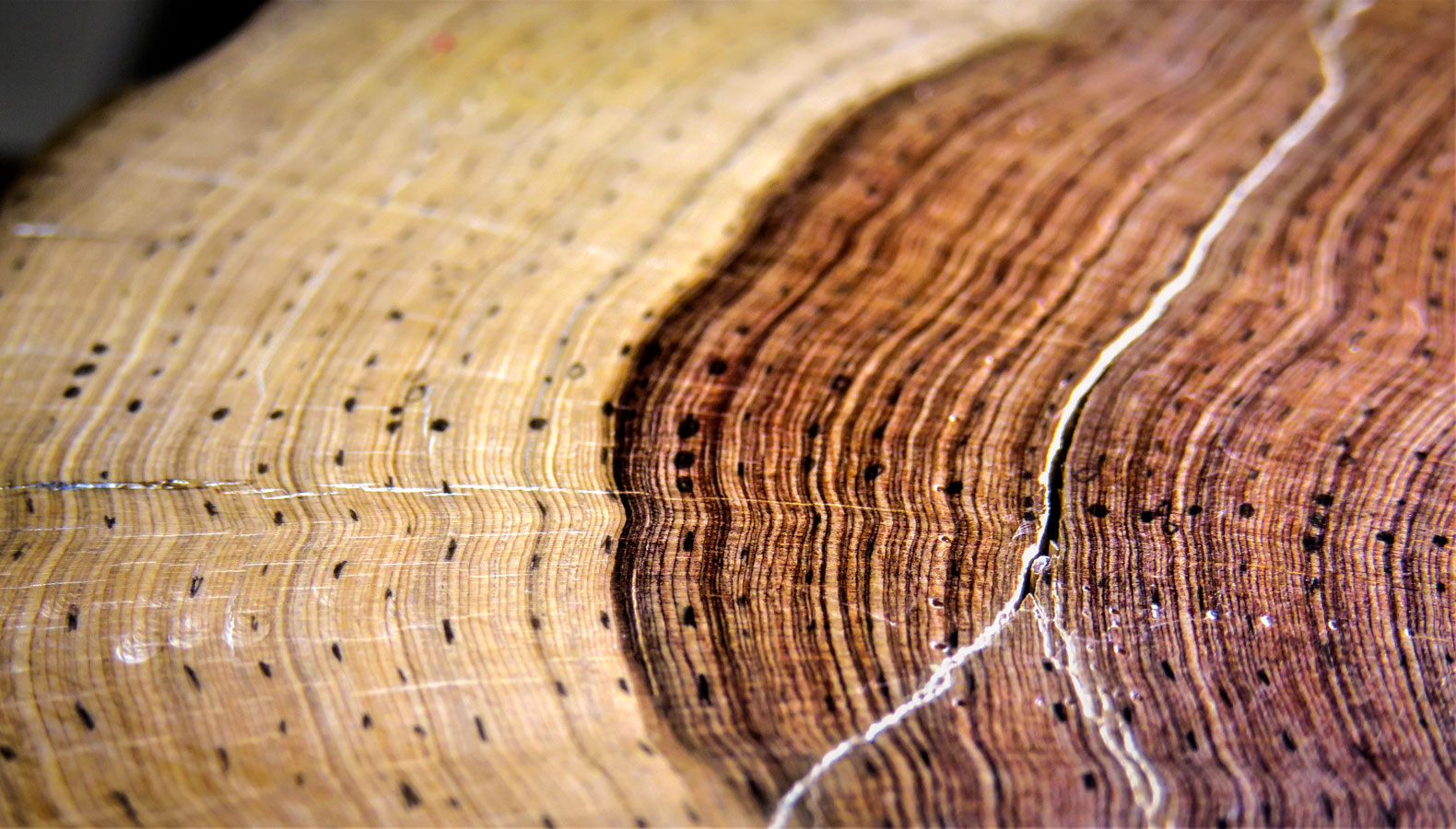 A section of a tree stump showing the rings.