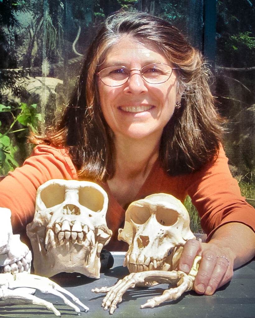 A photo of Loretta Breuning with a human skull and two ape skulls