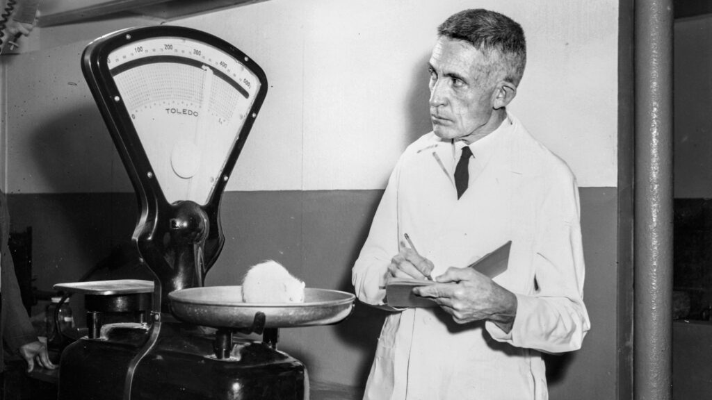 A photo of Dr. Clive McCay in a lab coat weighing a rat on a scale