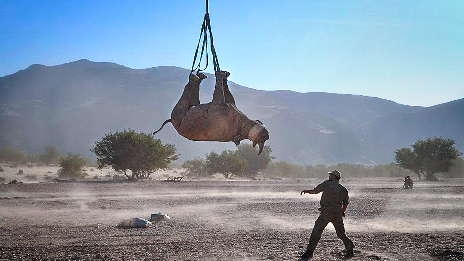 A rhino hanging upside down, with a man in the foreground