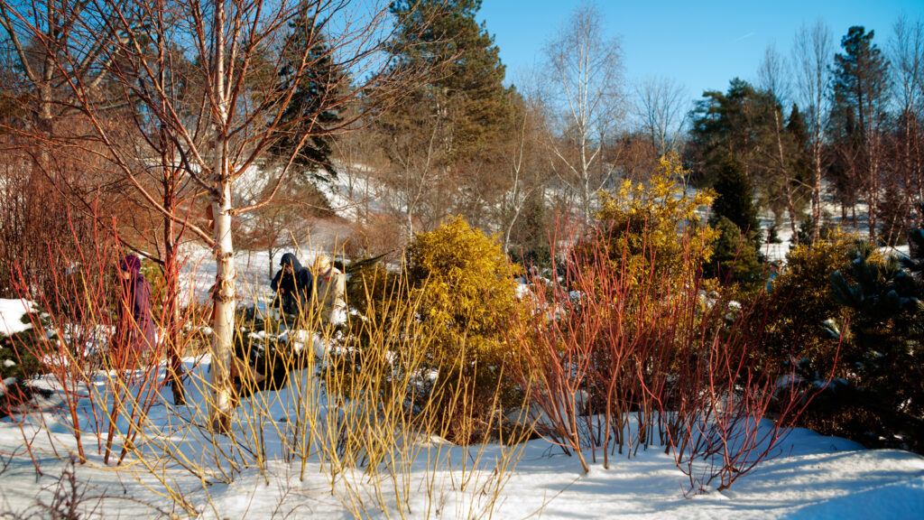 A glimpse of winter color in the Mullestein Winter Garden at the Cornell Botanic Gardens