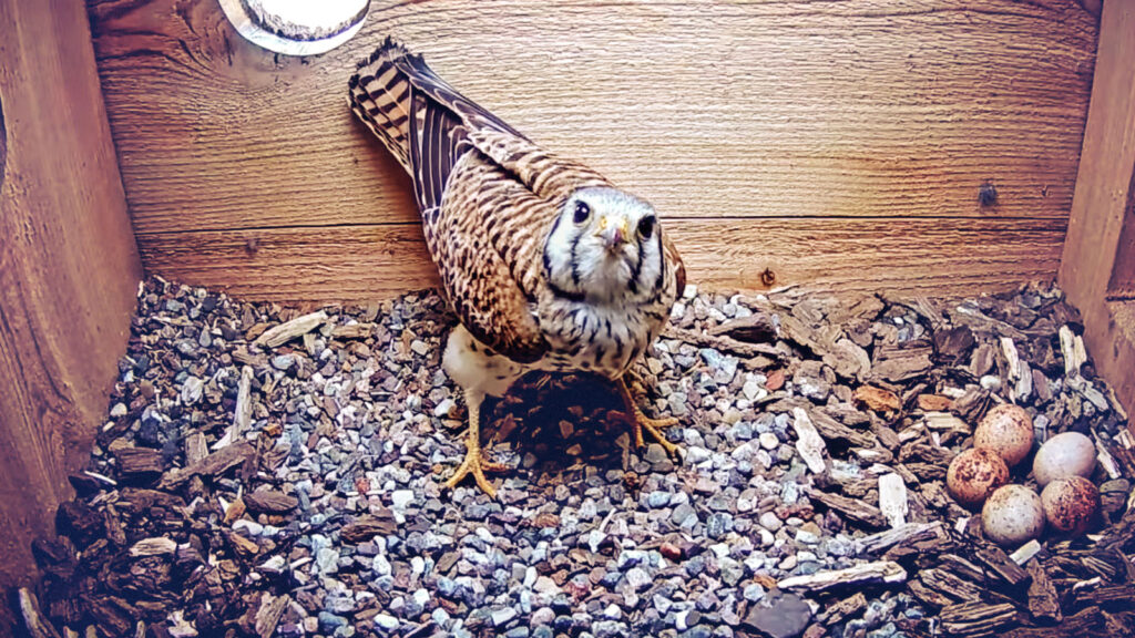 An American Kestrel in a nesting box with five eggs