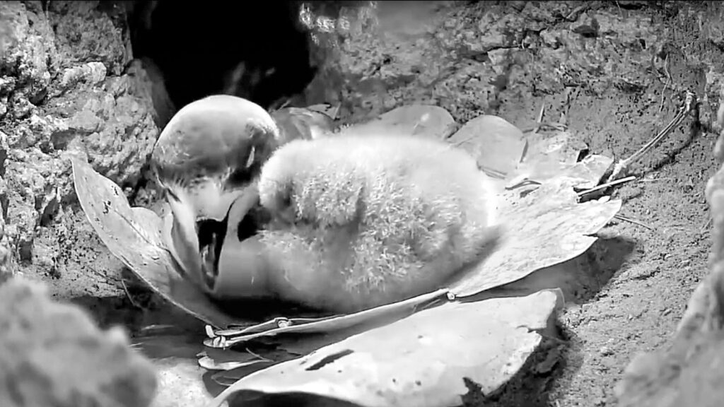 A black and white photo of a petrel in a burrow