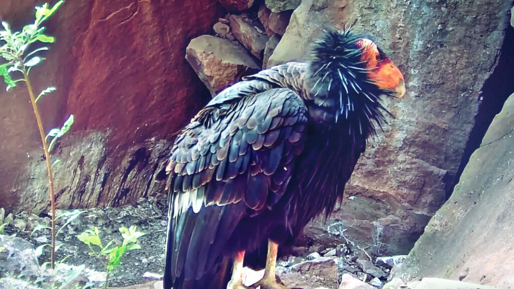 a California Condor standing