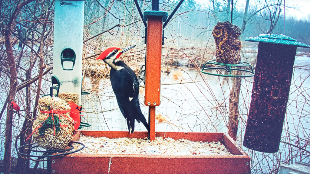 A pileated woodpecker at a bird feeder next to a pond