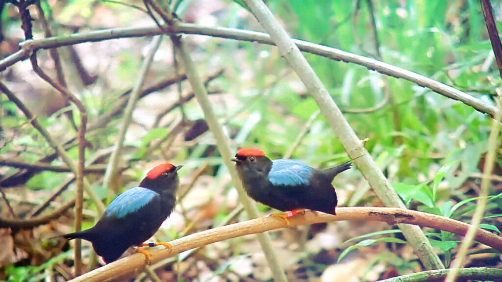 two Lance-tailed Manakin birds