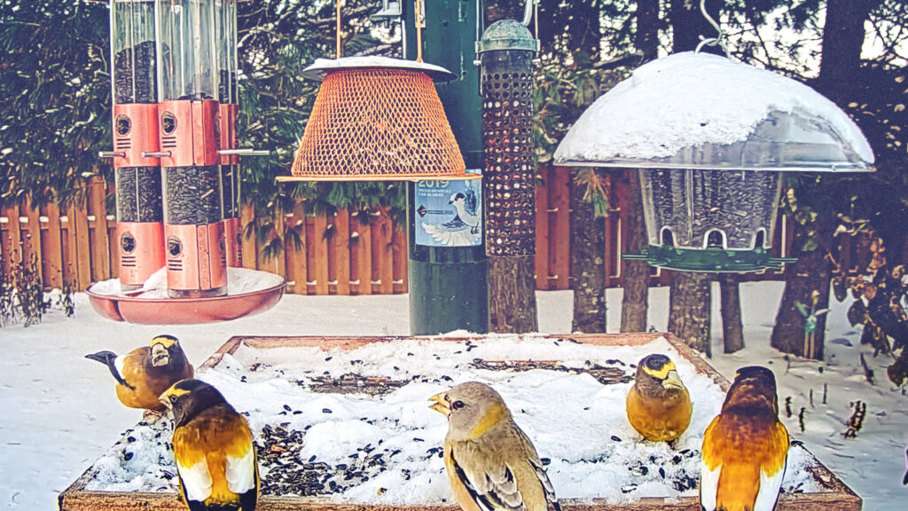 Five Evening Grosbeaks at a bird feeder