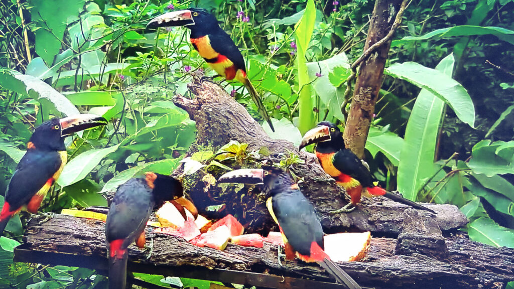 Five Collared-Aracari birds in the rainforest