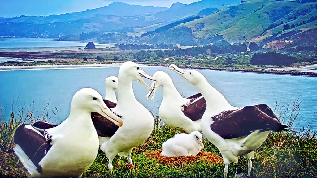 Five adult albatross and a chick with a view of a lake and mountains
