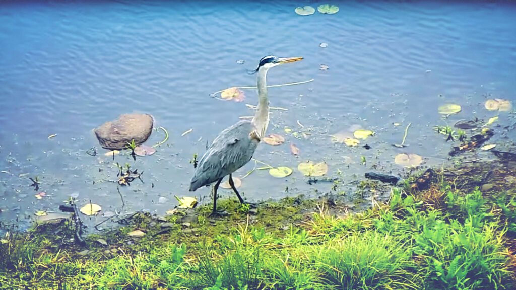 A great blue heron at the edge of a pond