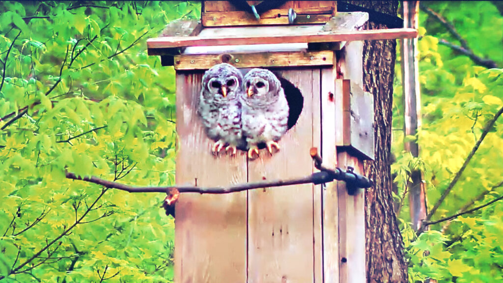 Two barred owls in a birdhouse