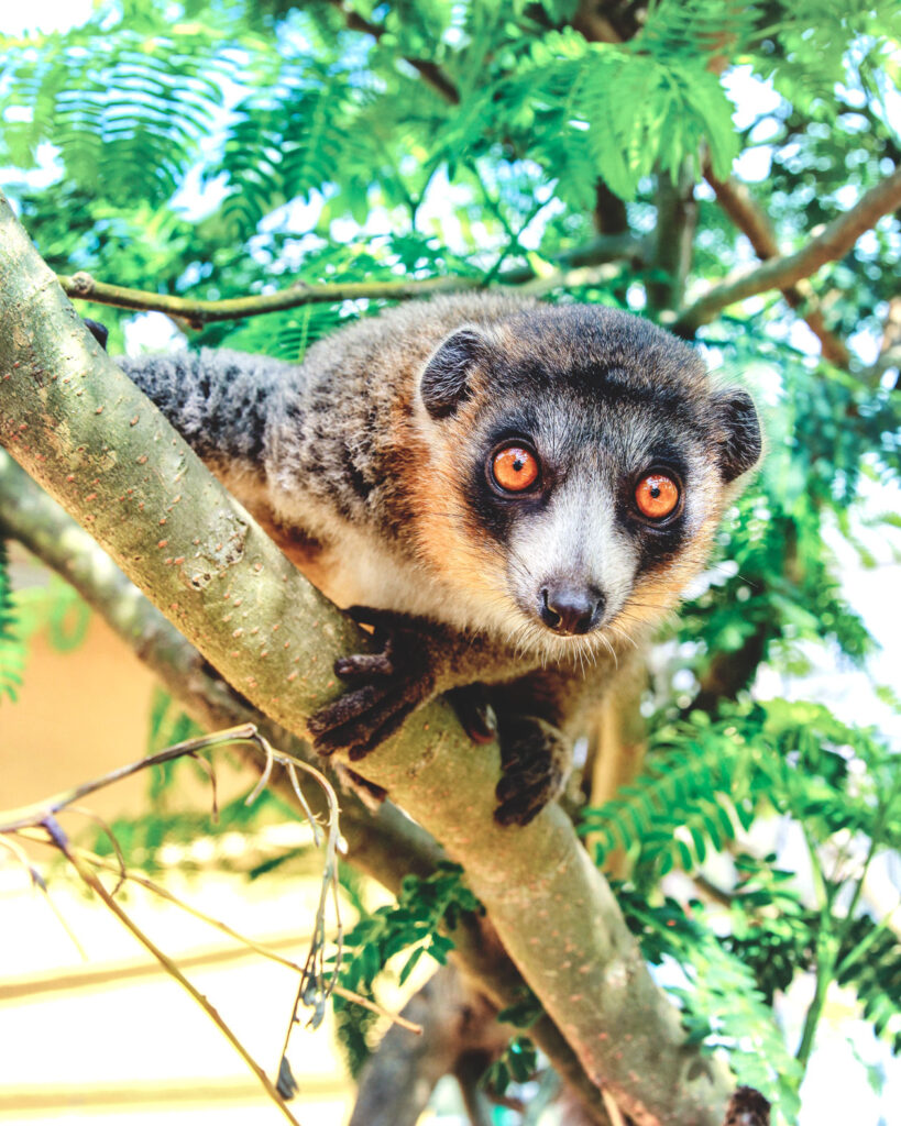 a Mongoose-Lemur in a tree