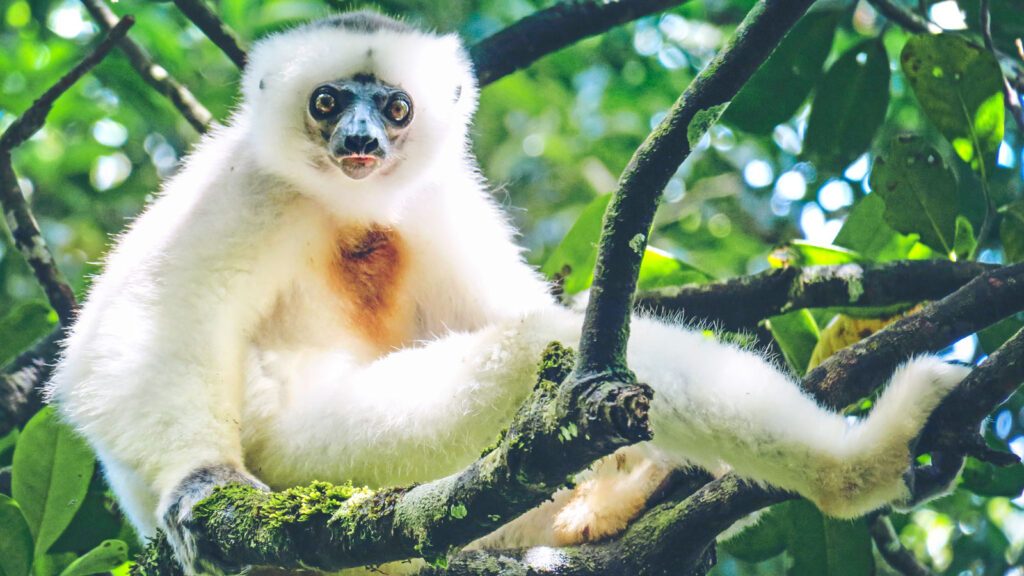 A silky sifaka lemur in a tree