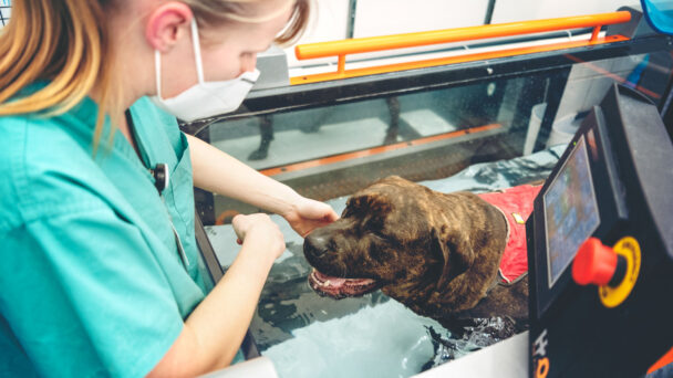 Veterinary Specialists Help Furry Patients Get Back on their Paws