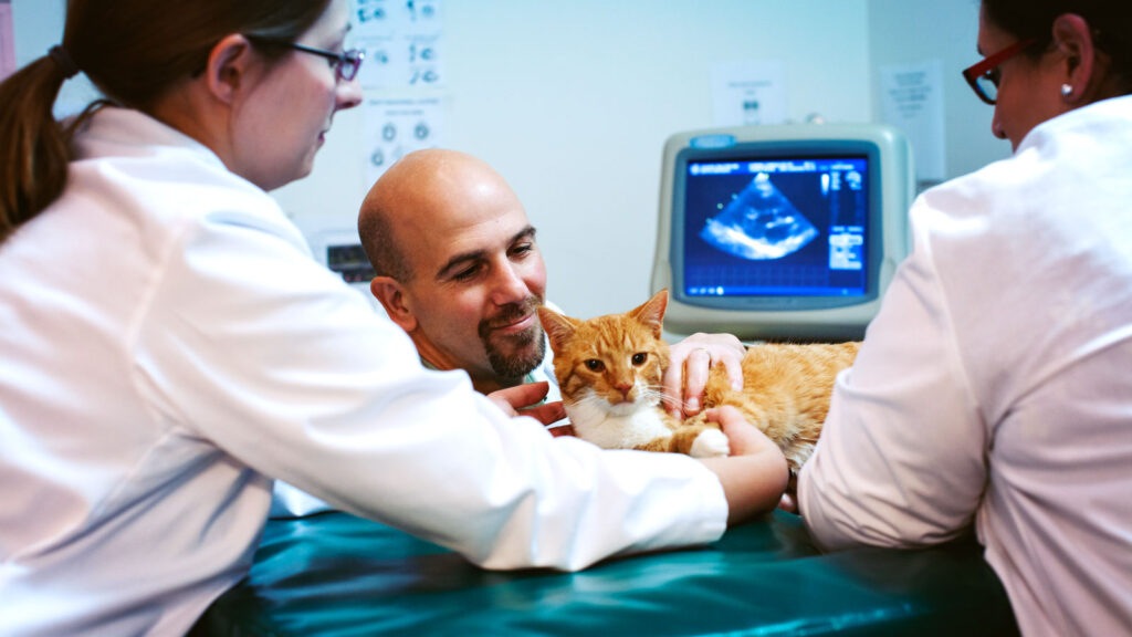 Bruce Kornreich preforming a ECG on a cat