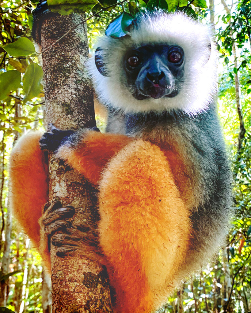 A critically endangered diademed sifaka lemur