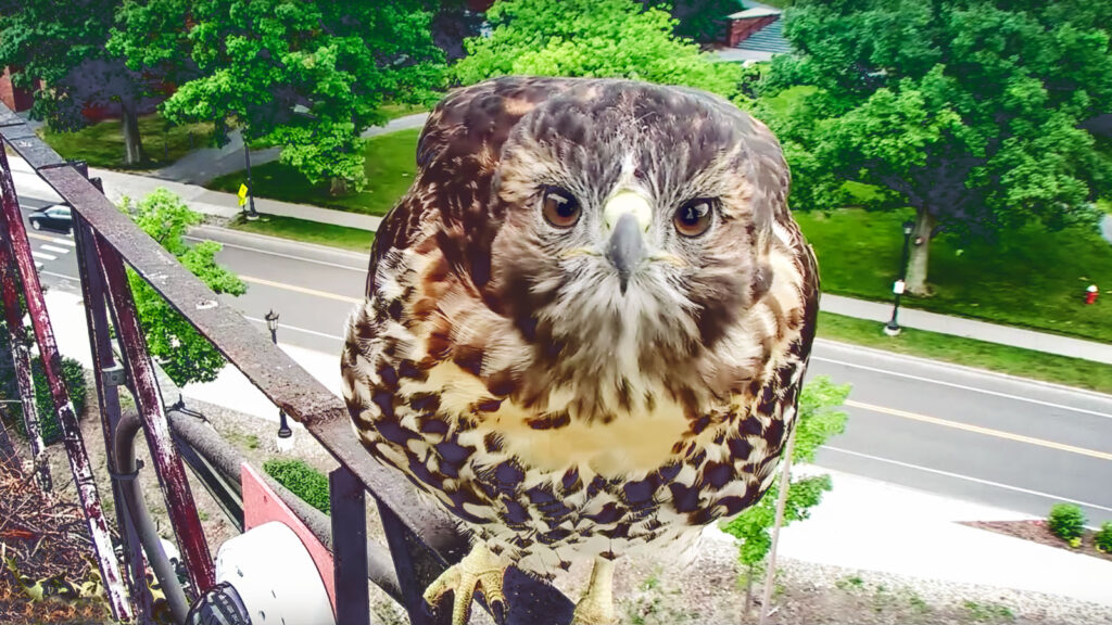 A curious red-tailed hawk chick peers into the webcam lens, creating an inadvertent selfie