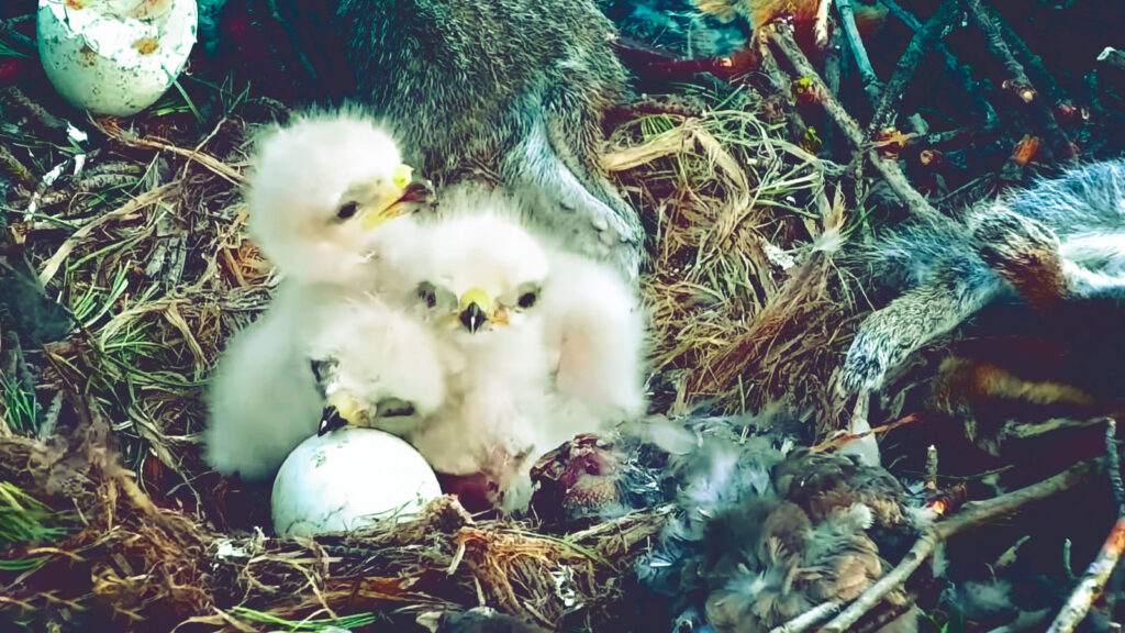 A screengrab from the Red-tailed Hawks Live Cam shows three of this year's nestlings, with a fourth egg nearly ready to hatch