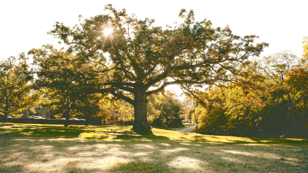 Take a Bough: Slope’s Iconic Tree Long Predates Ezra