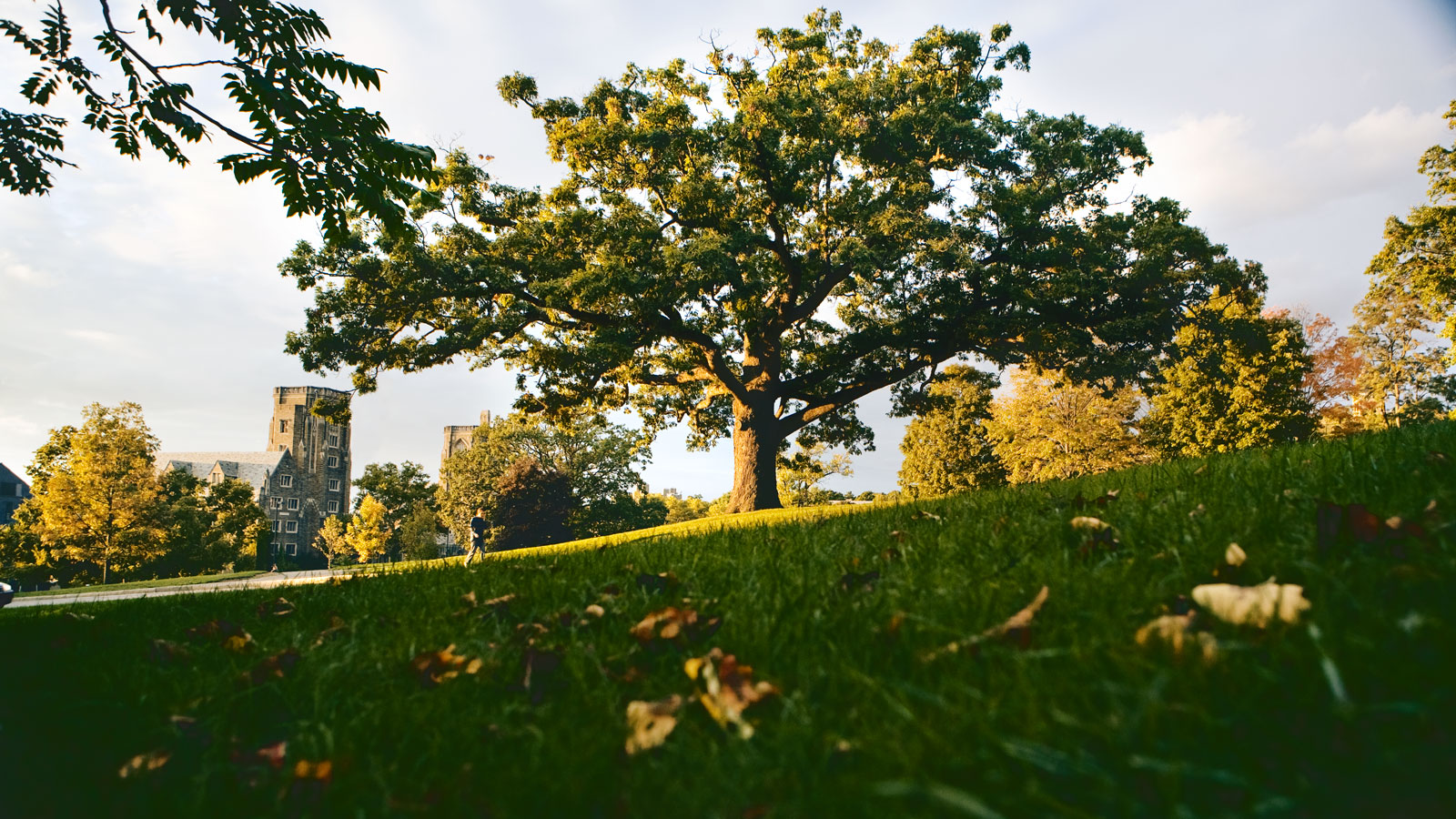 The oak looks almost diminutive in this wide shot with early fall leaves in the extreme foreground