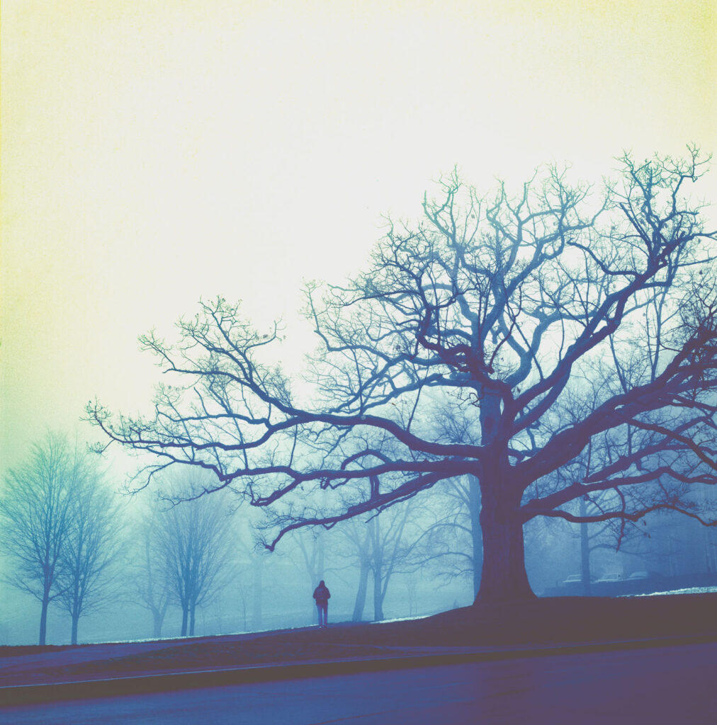 The tree, seen here in fog, is a favorite campus photo subject