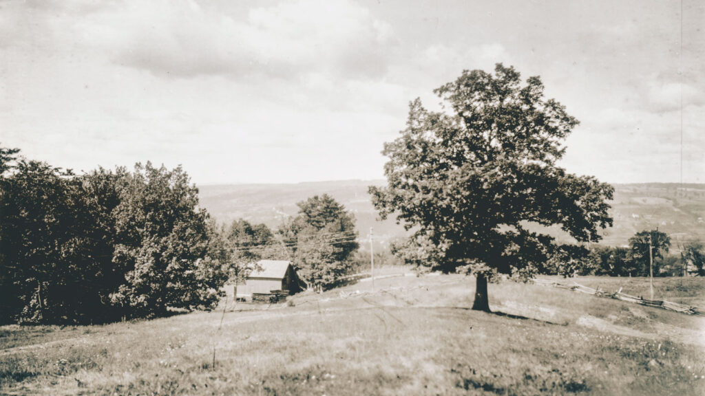 The white oak in about 1895 in a pasture on what had been Ezra Cornell's farmland, with a barn visible in the background