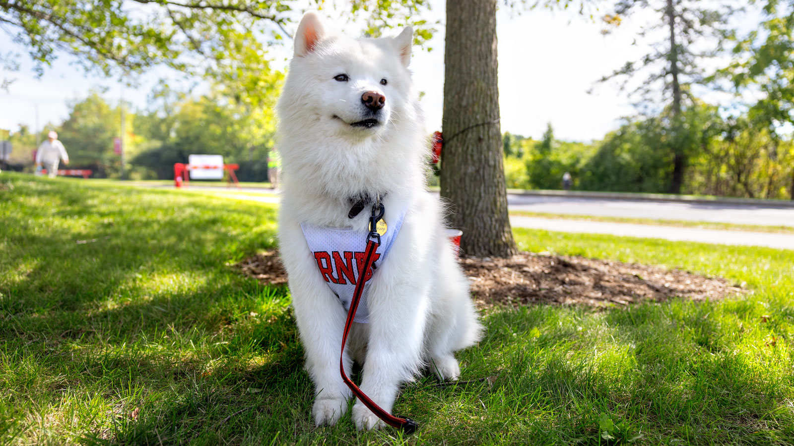 A four-legged Cornellian enjoys a quiet moment on campus during Homecoming Weekend