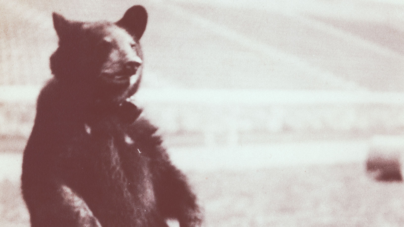Touchdown I, Cornell's first live bear mascot