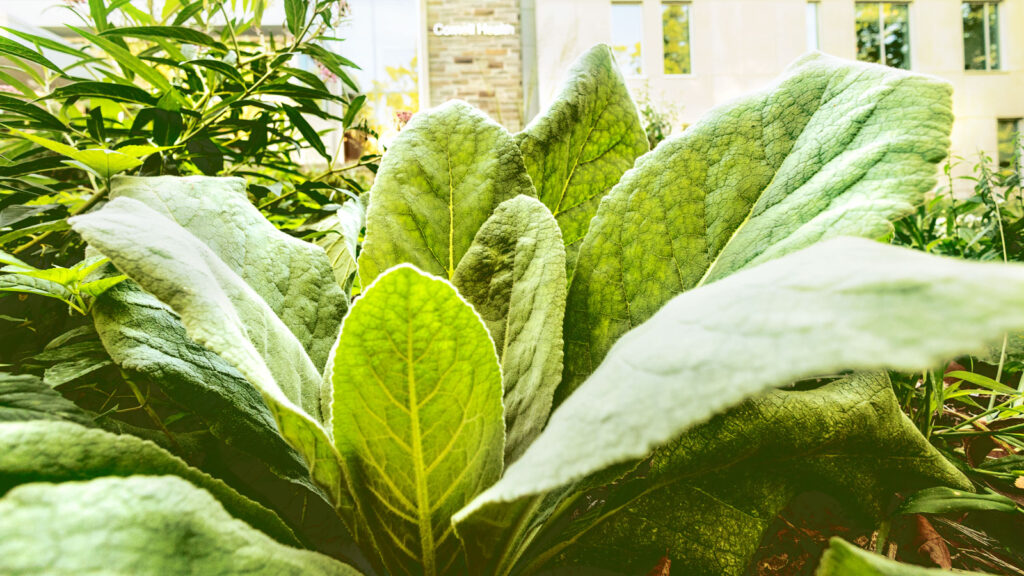 A plant with large oval leaves