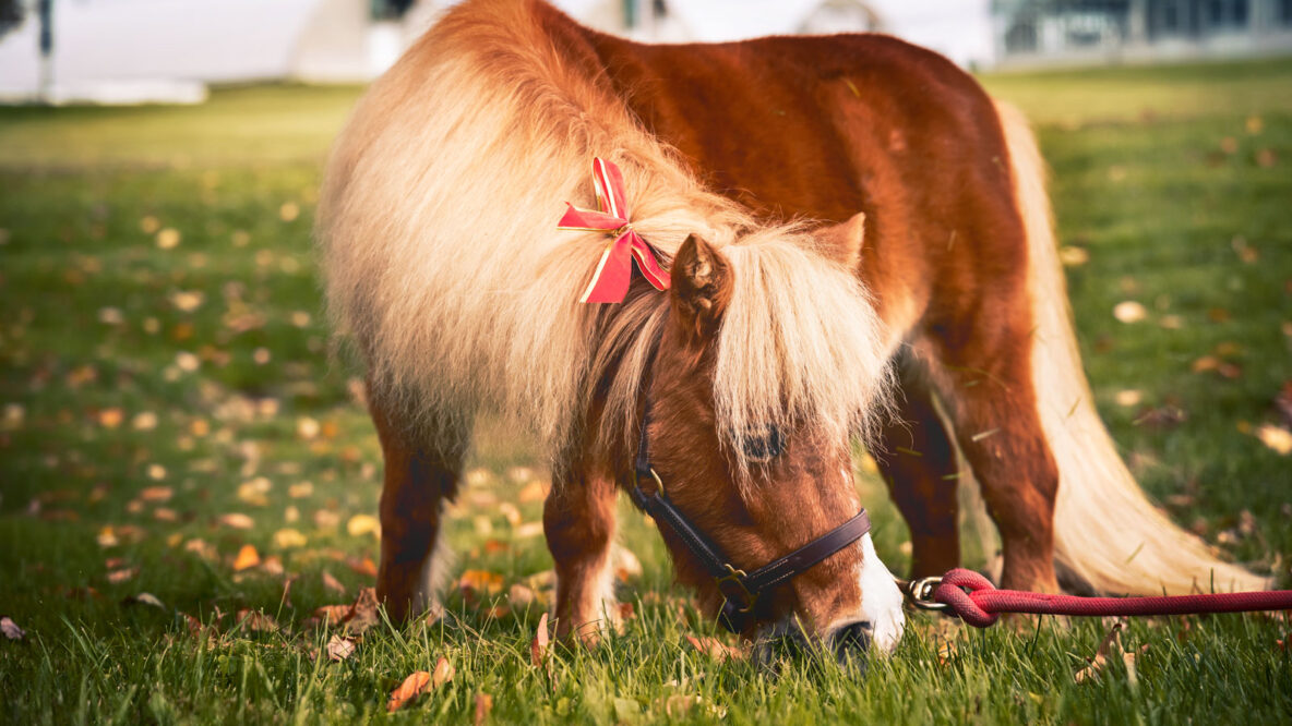 Minnie to the Max! CVM’s Beloved Mini Horse Is a Big Red Star