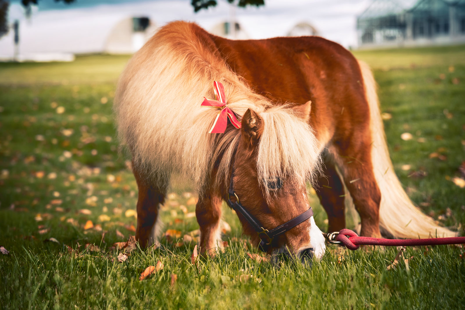 Minnie, Cornell Vet's beloved in-residence miniature horse. Pictured outside the Cornell Veterinary (Equine) Hospital.