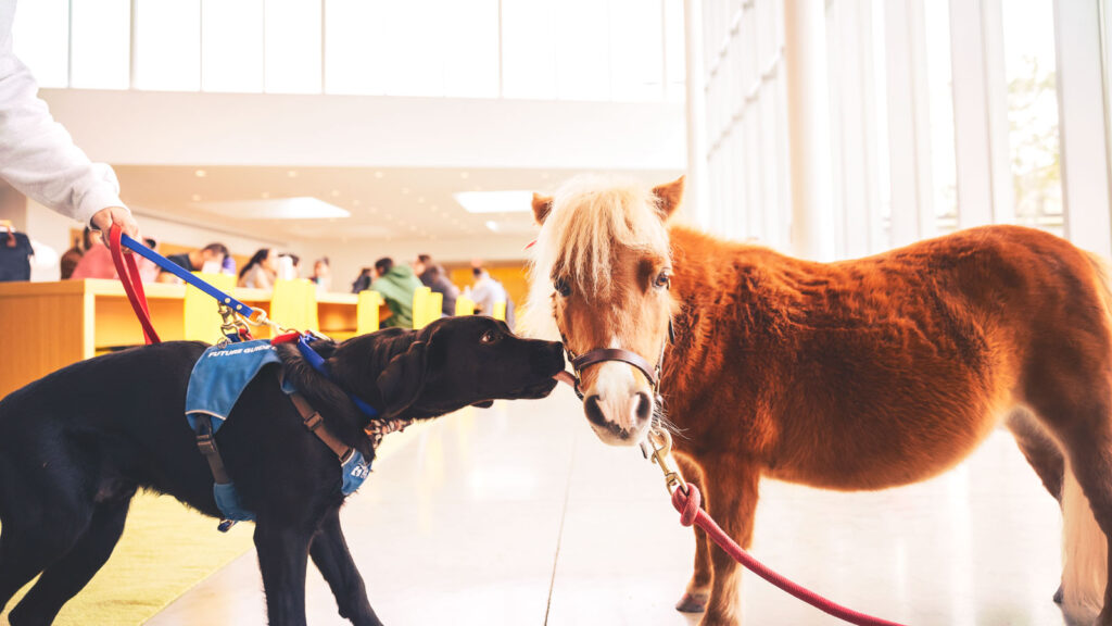 Minnie the miniature horse with a guiding eyes puppy in training