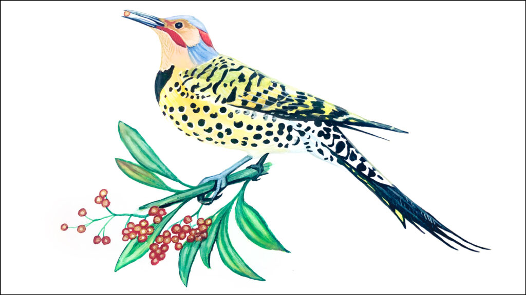 A painting of a Northern Flicker bird