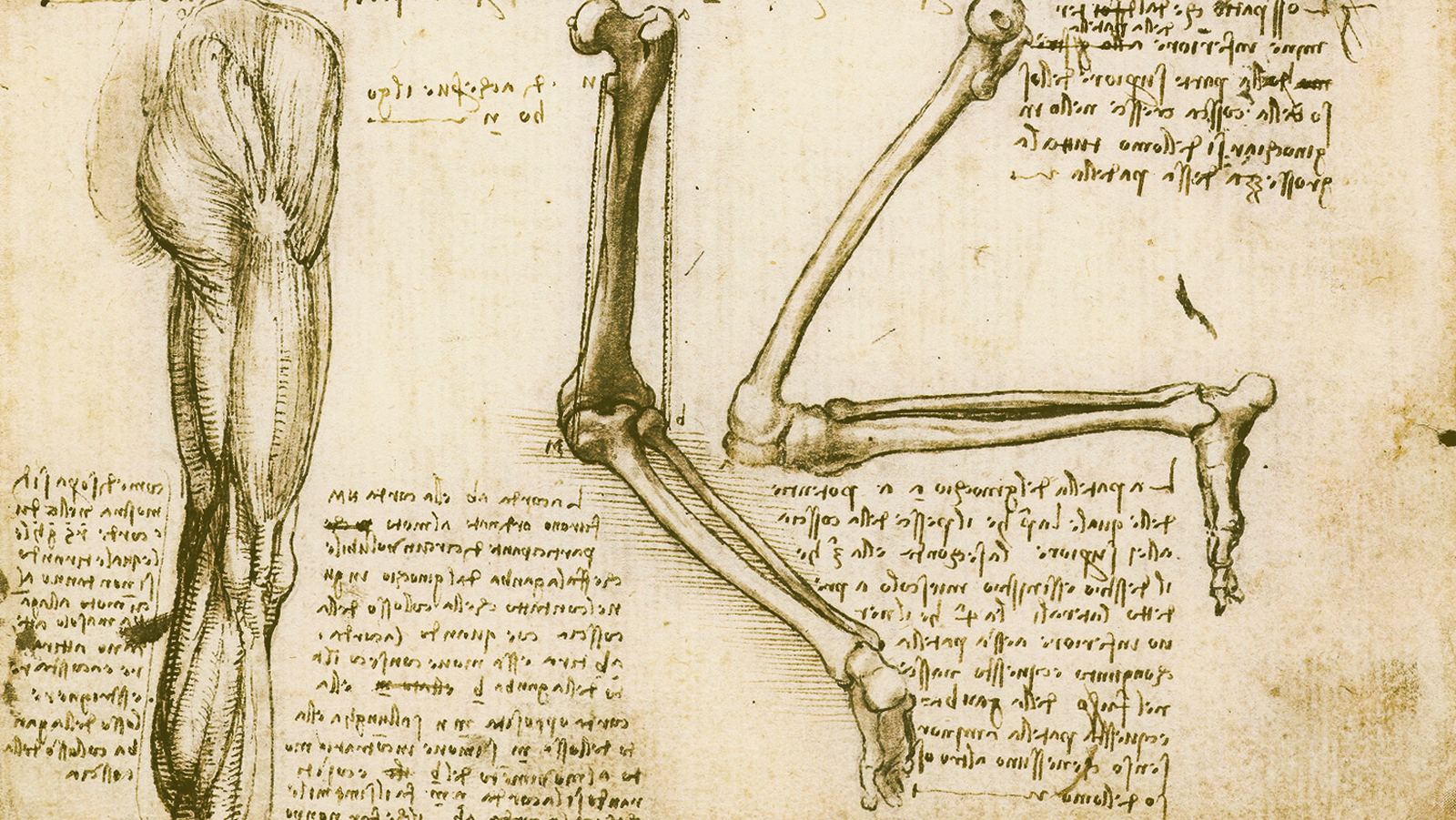 Leonardo da Vinci illustration of leg bones and musculature
