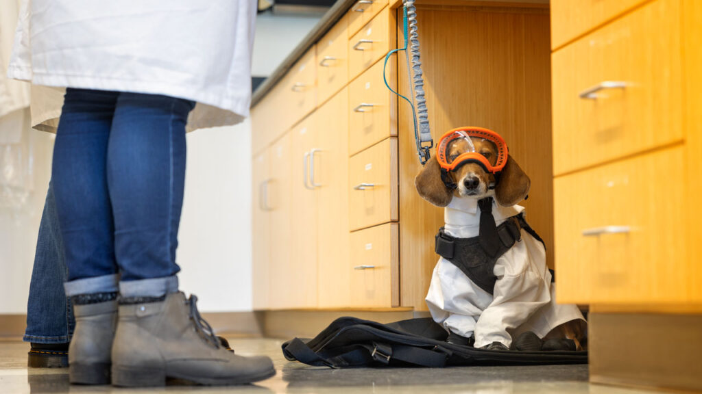 Service dog Nugget in the lab in his PPE