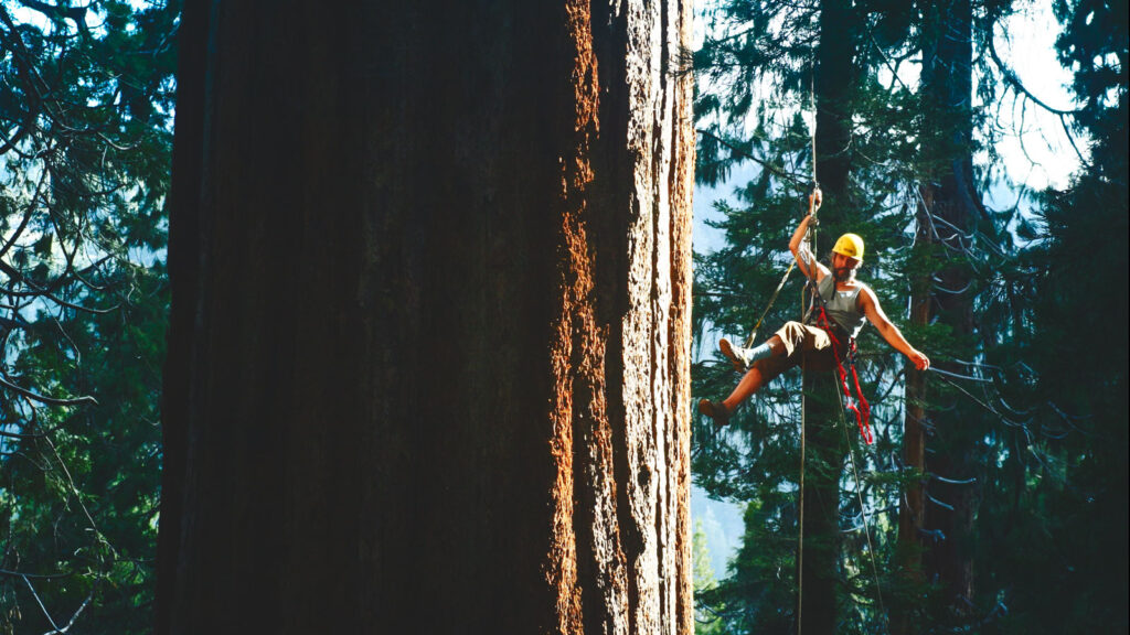 COE co-director Mark Holton climbs an old-growth giant sequoia in UC Berkeley’s research property in Whitaker Forest