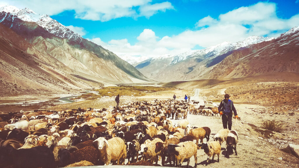 People and livestock in the Pamir Mountains