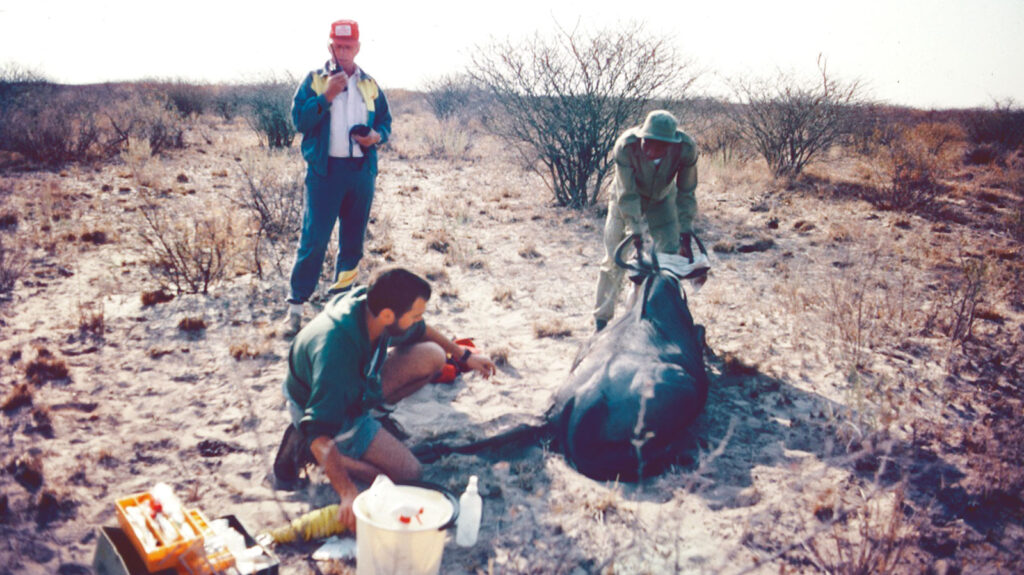 Three people helping a wildebeest in Africa