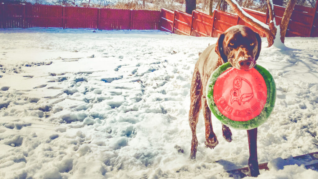 A chocolate lab holding a frisbee