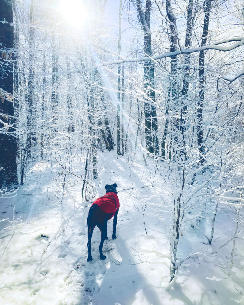 A black dog in a red coat in the snowy woods