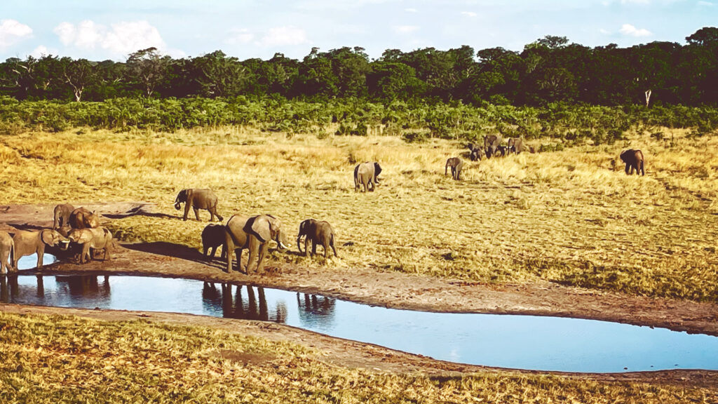 A herd of elephants in Southern Africa