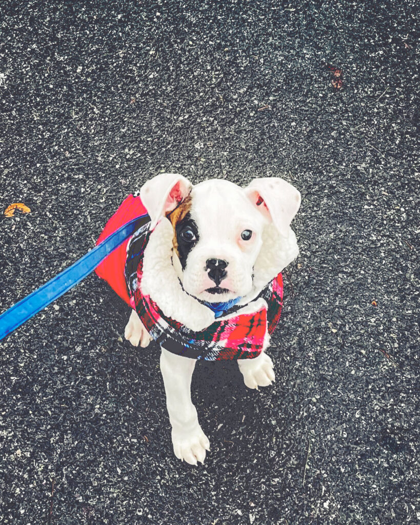 A boxer puppy in a plain coat