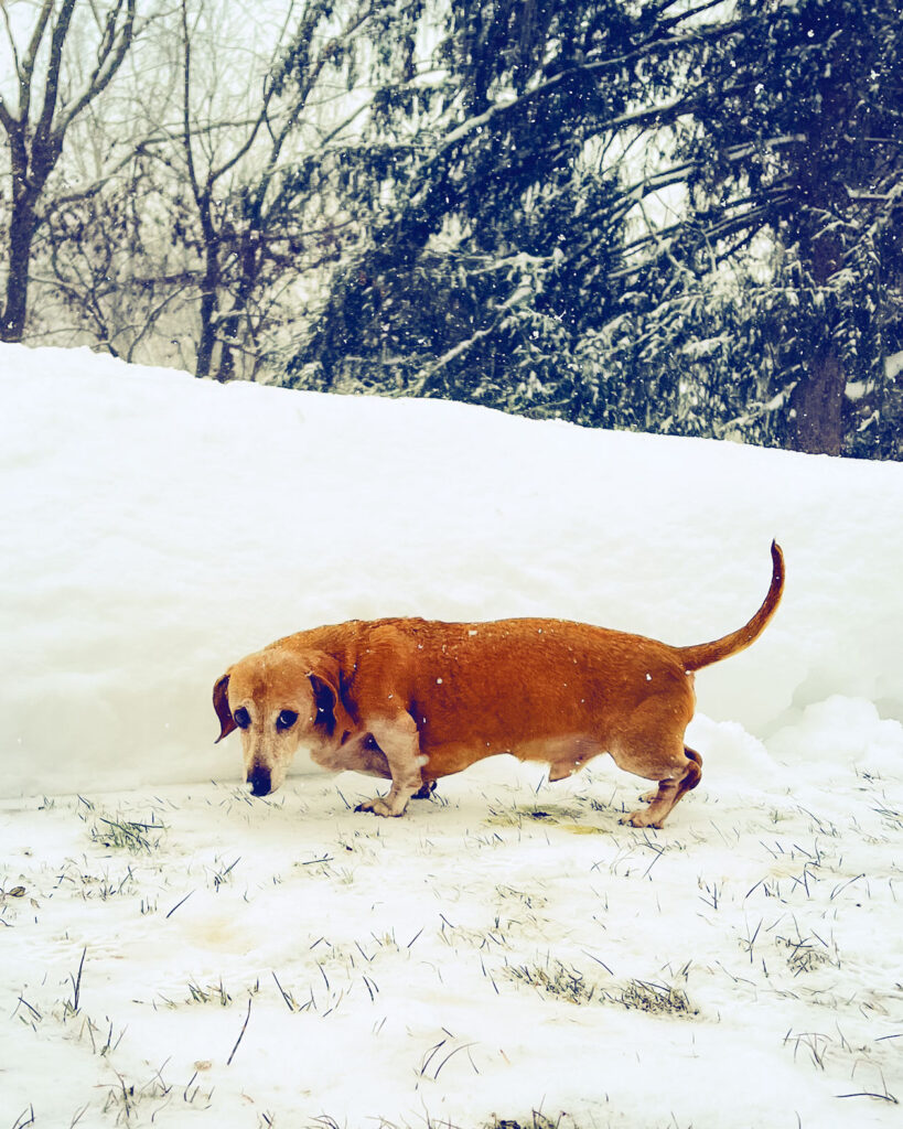 A dachshund next to deep snow