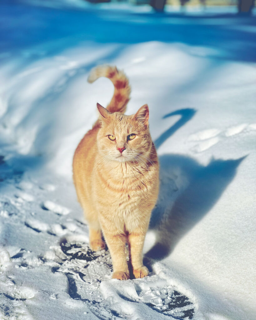 An orange tiger cat in the snow