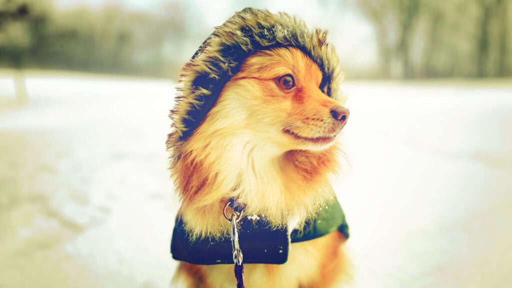 A pomeranian in a coat with a fur hood