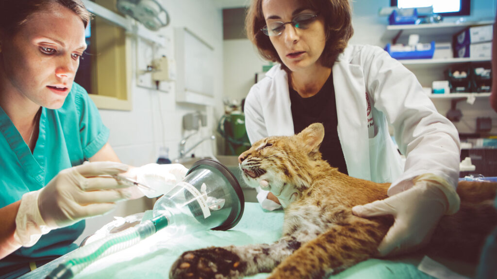 Veterinarians examining a wild bobcat