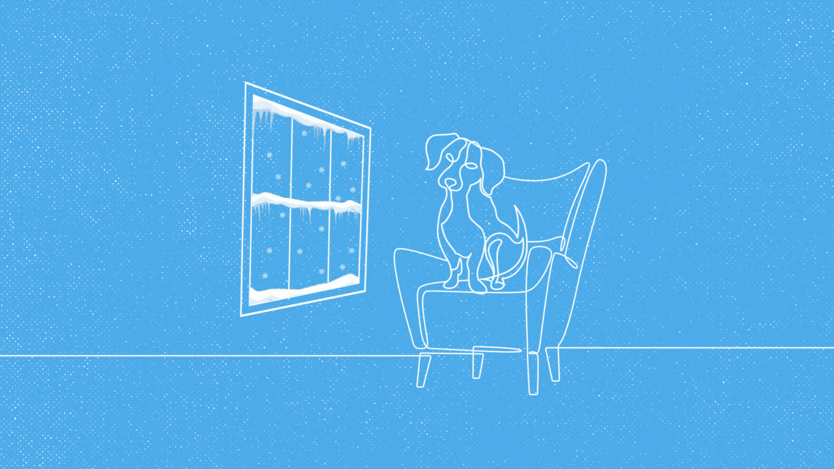 Puppy, It’s Cold Outside! How Can You Keep Your Pets Safe in Winter?