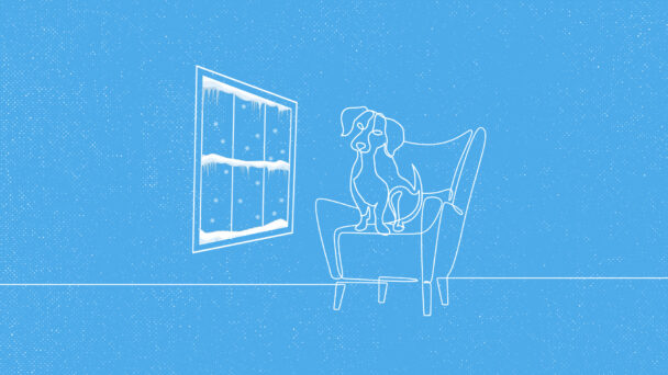 Puppy, It’s Cold Outside! How Can You Keep Your Pets Safe in Winter?