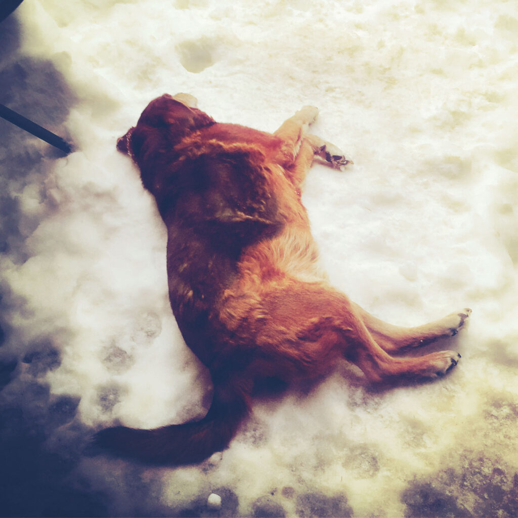 A golden retriever lying in the snow