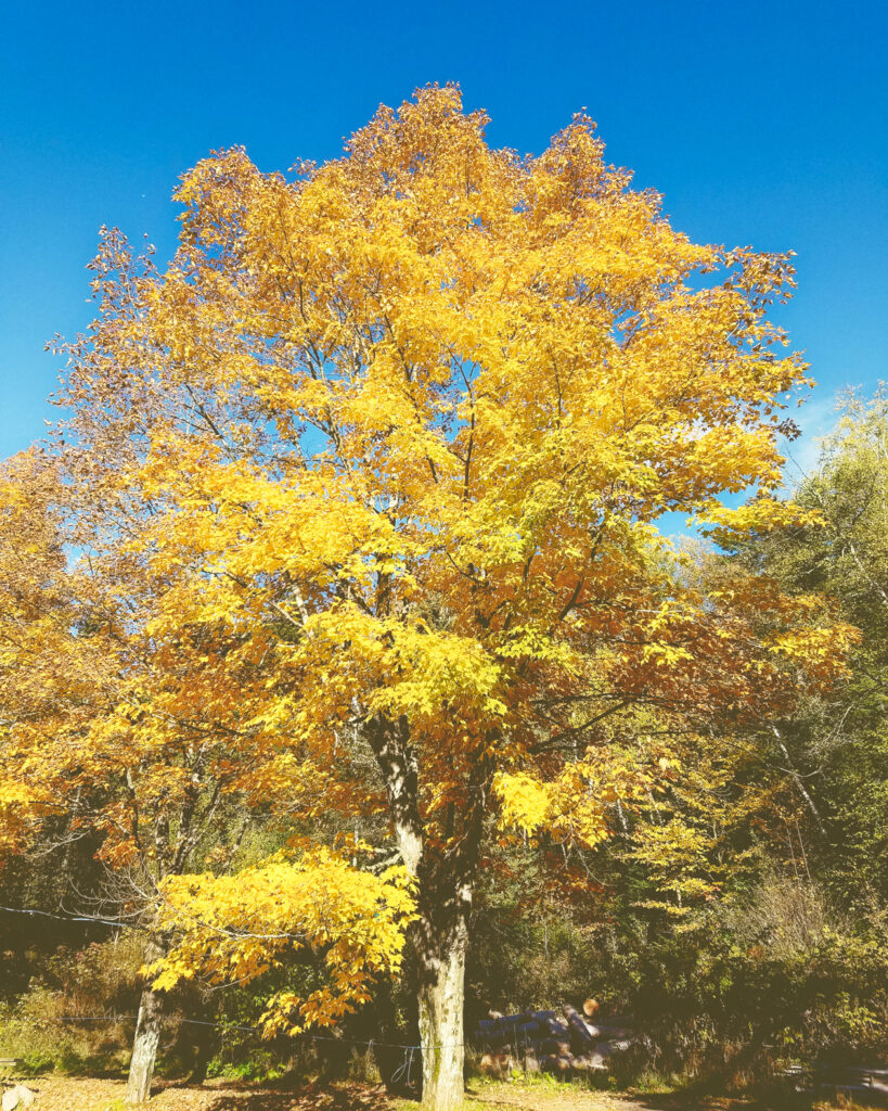 A bright yellow maple tree in autumn.
